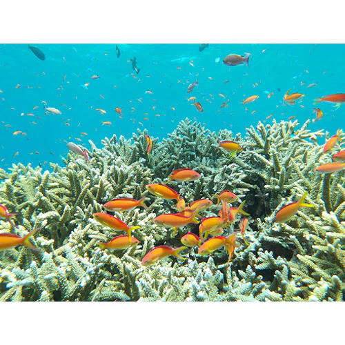 Pentax WG-1000 Digital Camera - Image 8