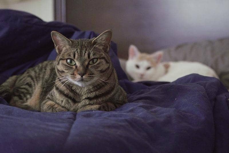 Tamron 70-300mm f/4.5-6.3 Di III RXD Lens for Nikon Z - Image 3