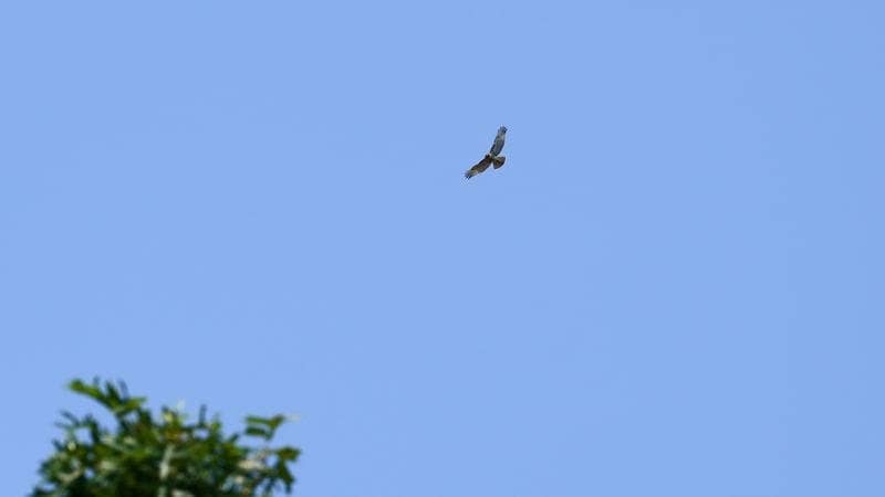 Tamron 70-300mm f/4.5-6.3 Di III RXD Lens for Nikon Z - Image 6